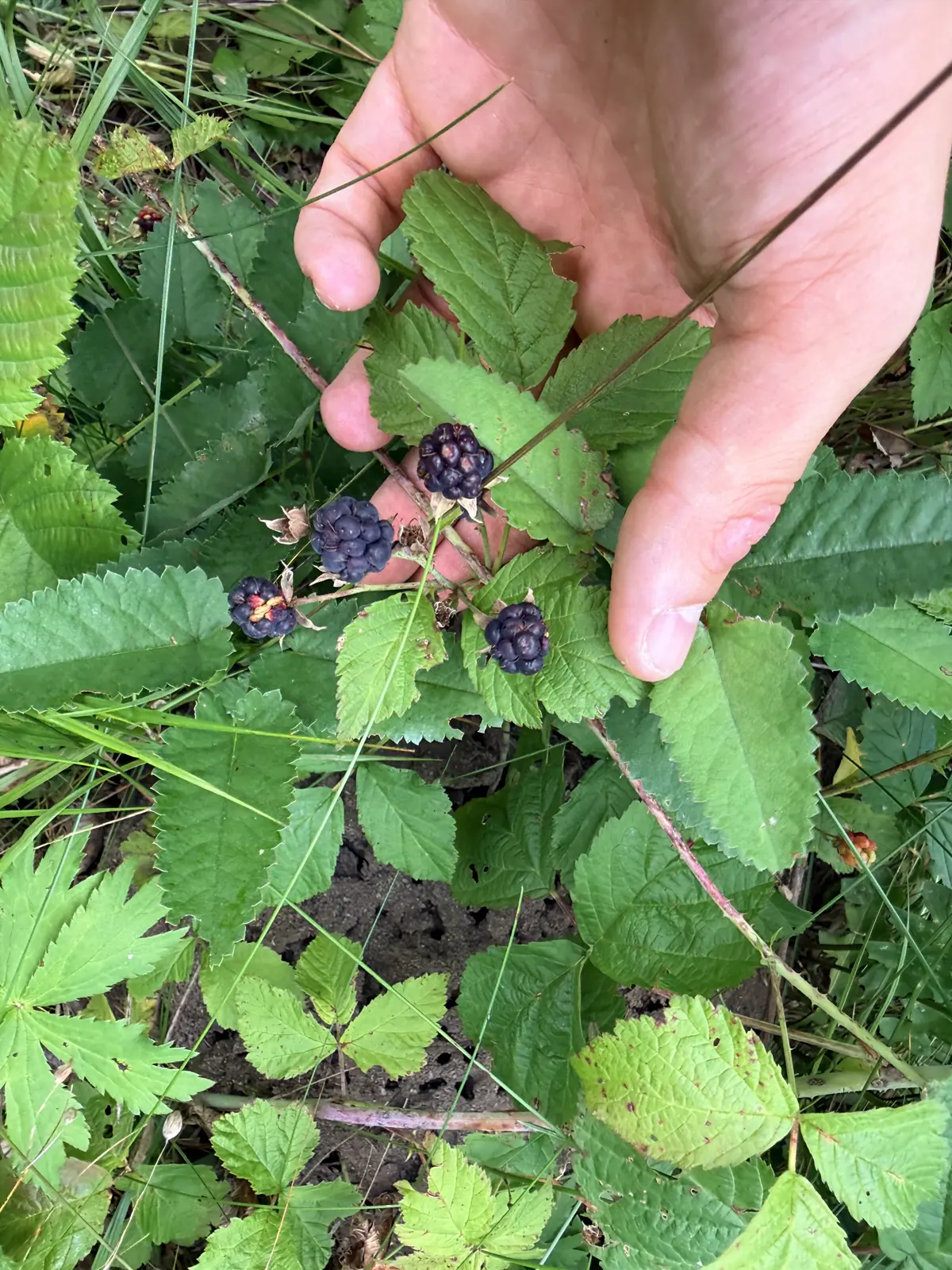 Reifende wilde Brombeeren an einem Strauch im Wald von STAMM