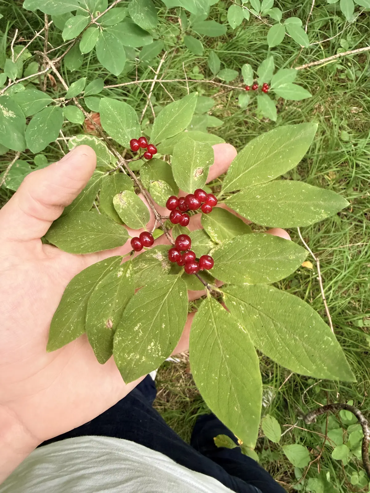 Rote, paarweise wachsende Beeren der Roten Heckenkirsche im Wald von STAMM