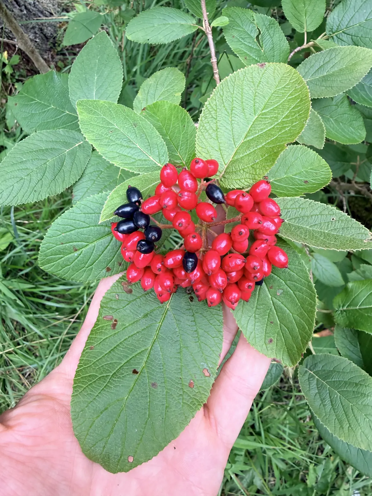 Rote und schwarze Beeren des Wolligen Schneeballs im Wald von STAMM