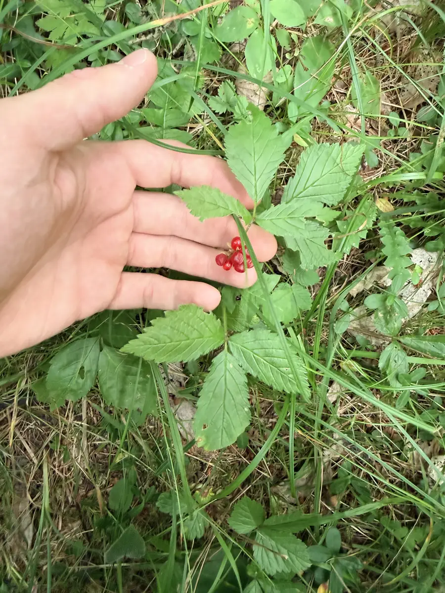 Rote Steinbeeren an einer bodennahen Pflanze im Wald von STAMM