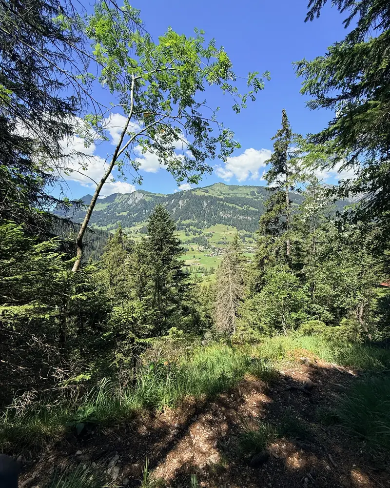 Blick aus dem Wald auf das Saanenland und die Berge bei Gstaad