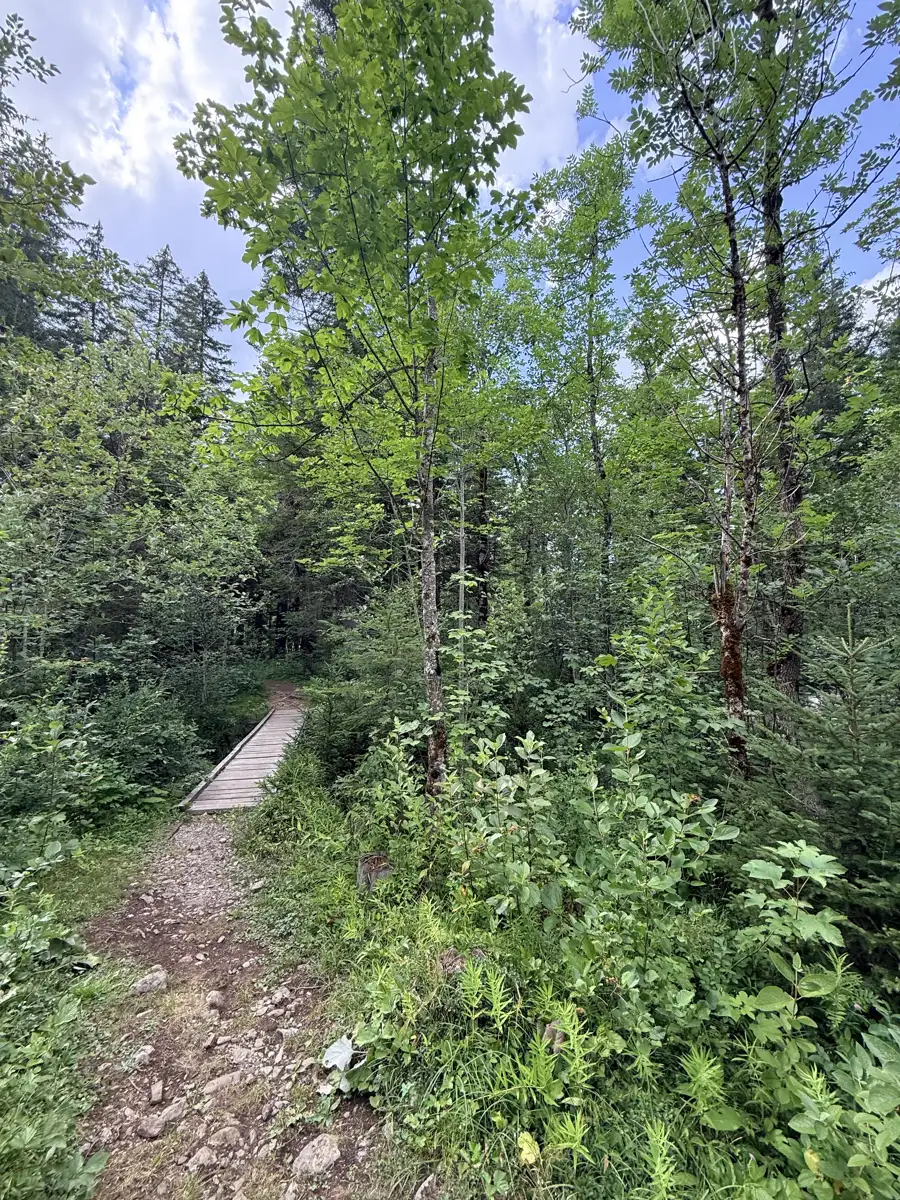 Junger Bergahorn an einem Waldweg mit Holzsteg im Wald von STAMM