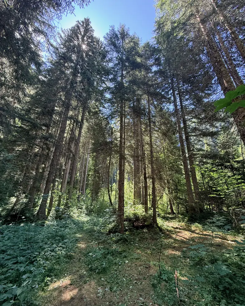 Hohe Fichten im Wald von STAMM, Blick in die Baumkronen