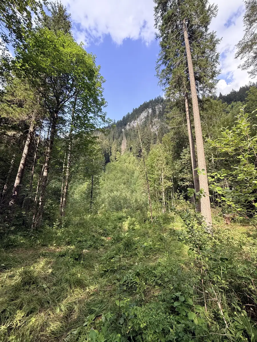 Lichtung im Wald von STAMM im Saanenland mit Blick auf eine Felswand