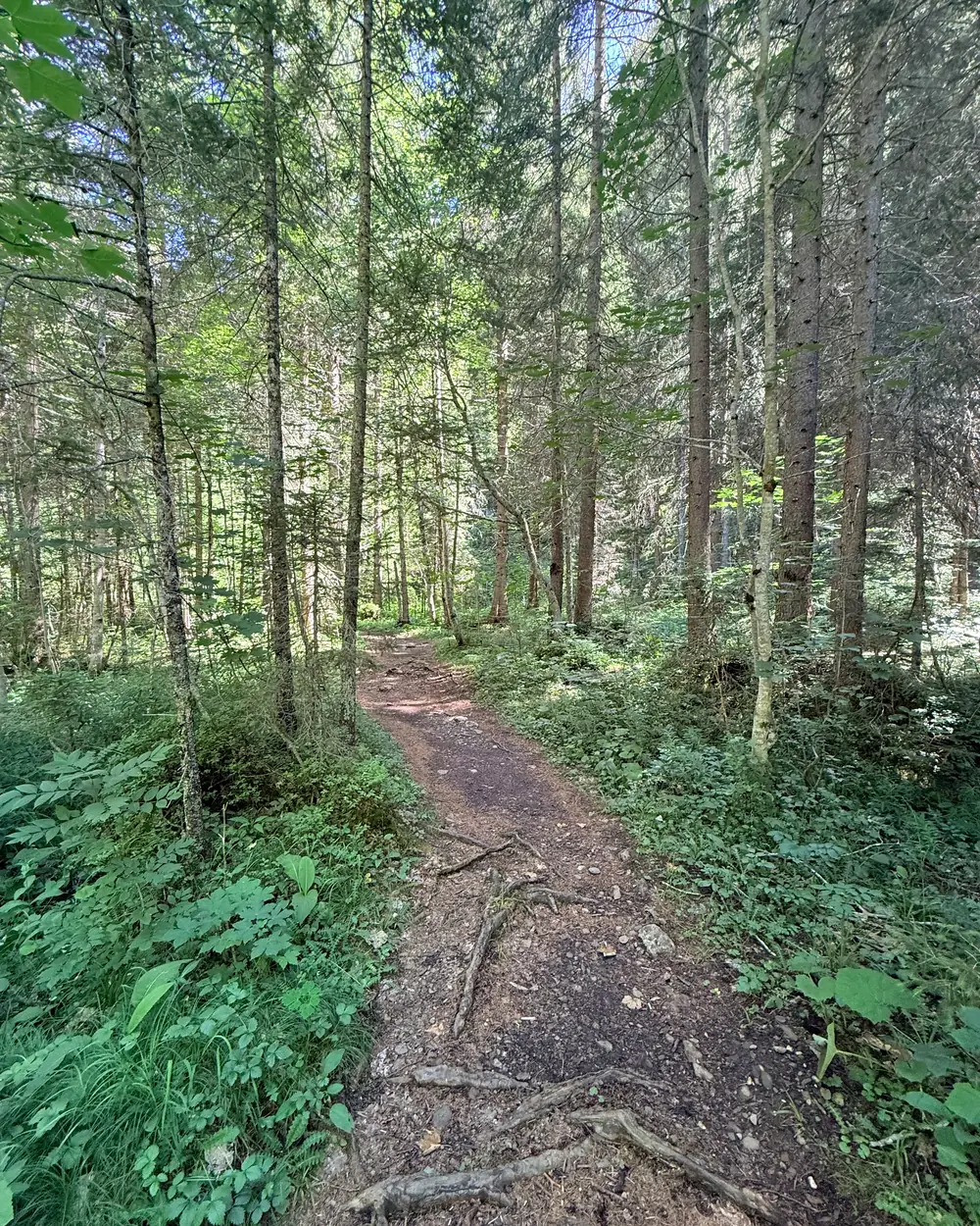 Waldweg durch den Familienwald im Saanenland, nahe Gstaad