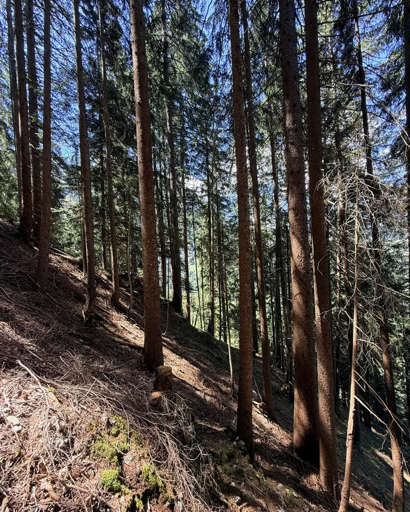 Sonnenbeschienene Fichtenstämme am Hang im Wald von STAMM